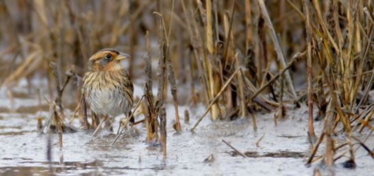 Saltmarsh sharp-tailed sparrow (Photo by Bill Hubick)