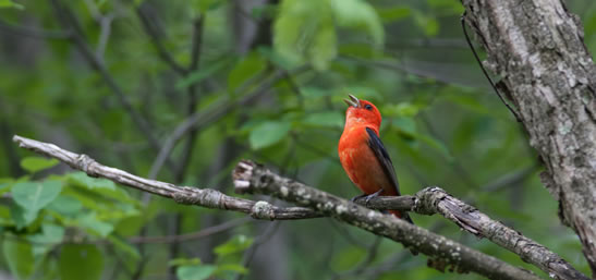 Male scarlet tanager (Photo by Bill Hubick)