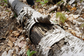Decomposing birch tree (Photo by NCC)