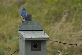 Mountain bluebird (Photo by Les Freck)