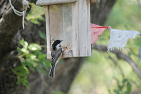 Black-capped chickadee (Photo by Brent Keen)