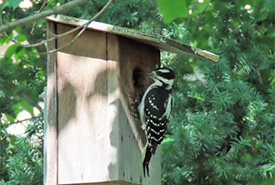 Hairy woodpecker (Photo by David Gascoigne)