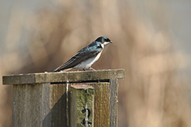 Tree swallow (Photo by Les Freck)