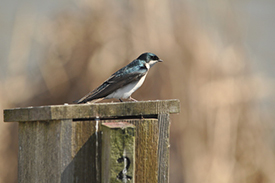 Hirondelle bicolore (Photo de Les Freck)