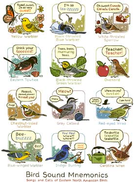 Bird sounds mnemonics: Songs and calls of eastern North American birds (Illustration by Bird and Moon)