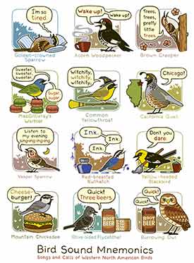 Bird songs mnemonics: Birds of western North America (Illustration by Bird and Moon)