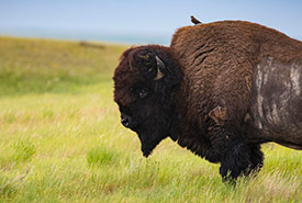 Bison des prairies avec vacher sur son dos (Photo de Jason Bantle)