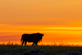 Bison and a sunset at OMB, SK (Photo by Jason Bantle)