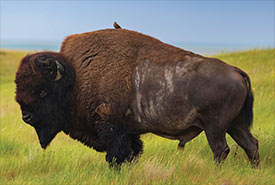 Bison at OMB, SK (Photo by Jason Bantle)