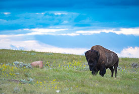 Bison at Old Man on His Back Prairie and Heritage Conservation Area (Photo by Jason Bantle)