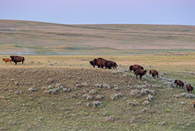 Bisons, Aire de conservation des prairies patrimoniales Old Man on His Back, Sask. (Photo de Jason Bantle)