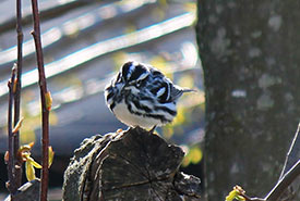 Black and white warbler (Photo by Pia Vahabi/NCC staff)