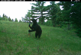 Black bear captured by camera trap (Photo by NCC)