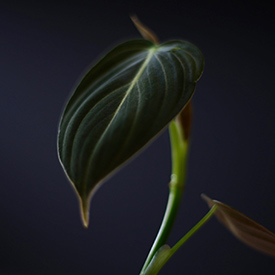 Black-gold philodendron (Photo by Nila Sivatheesan/NCC staff)