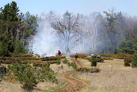 A black oak engulfed in smoke from the prescribed burn at Hazel Bird Nature Reserve. Black oaks are tolerant of low-intensity fires, allowing them to thrive in tall grass prairie ecosystems. (Photo by NCC)