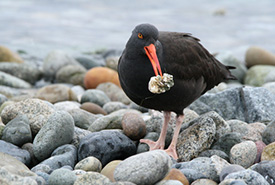 Black oystercatcher (Photo by Tracey Chen, CC BY-NC 4.0)