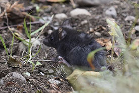 Black rats are sometimes called roof rats and are better climbers than brown rats. (Photo by Carita Bergman, iNaturalist, CC BY-NC-ND 4.0)