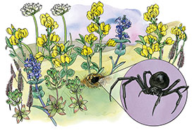 Black widow spider (Illustration by Chantal Bennett)