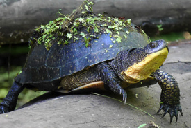 Blanding's turtle (Photo by Rosemary Mosco)