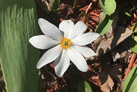 Bloodroot (Photo by Thomas Noland)