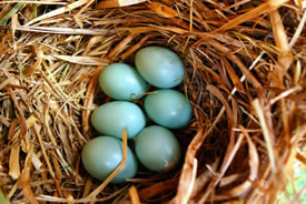 The last bluebird pair released in 2014 flew several kilometres before settling on a nestbox in which they laid six eggs, of which five hatched. (Photo by Jemma Green, GOERT)