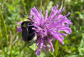 Western bumble bee (Photo by NCC)