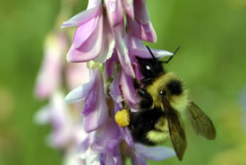 Bee on Hedysarum (Photo by Diana Bizecki Robson)