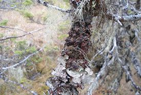 Globally rare boreal felt lichen. (Photo by Mac Pitcher)