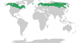La forêt boréale dans le monde (Carte de Wikimedia Commons)