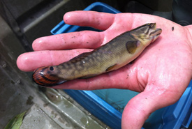 Juvenile bowfin from Ontario waters (Photo by Raechel Bonomo/NCC Staff) 