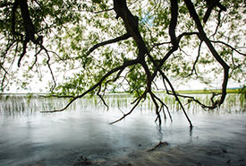 Brighton Wetland, Eastern Lake Ontario Coast (Photo by David Coulson) 