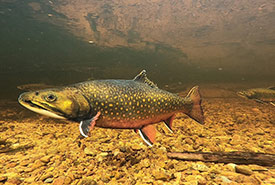 Mature male brook trout (Photo by Jacob Bowman via iNaturalist, CC BY-NC 4.0 Deed) 