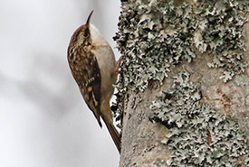 Brown creeper (Photo by Mark Dennis, CC BY-NC 4.0)