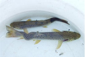 Brown trout with whirling disease (Photo by Trout Unlimited Canada)