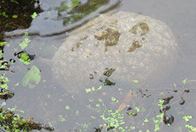 A jelly-like mass submerged in the canal near our garden. (Photo by MaryLin Howard Photography)