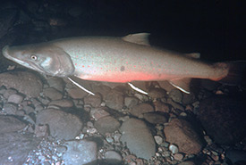 Bull trout (Photo by Ernest Keeley, CC BY-NC 4.0)
