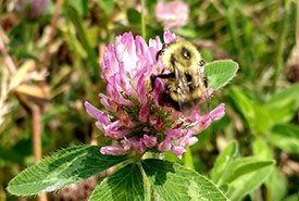 Bumble bee foraging on red clover (Photo by Amanda Liczner)