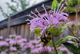 Bumble bee on a wild bergamot flower (Photo by Wendy Ho/NCC staff)