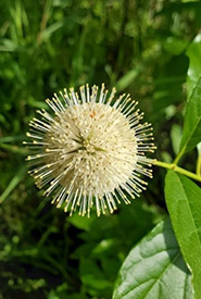 Buttonbush. My endearing two-year-old asked if it’s the SARS-CoV-2 virus (Photo by Wendy Ho/NCC staff) 