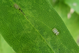 Two chrysanthemum lace bugs on a New England aster leaf. The yellow stippling on the leaf shows that the bugs have been feeding on it. (Photo by Wendy Ho/NCC staff)