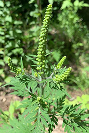 Common ragweed with flowers (Photo by Kylee Majoros, CC BY-NC 4.0)