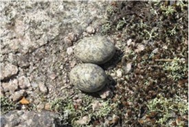 Perfectly camouflaged eggs of our mystery species (Photo by NCC)