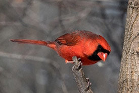 Northern cardinal (Photo by NCC)