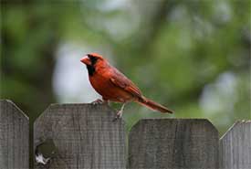 Cardinal on the fence (Photo by Nathan Anderson from Unsplash)