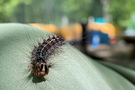 A caterpillar crawling on my pants (Photo by Jensen Edwards/NCC staff)