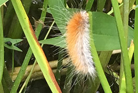 Caterpillar (Photo by Shirley Humphries)