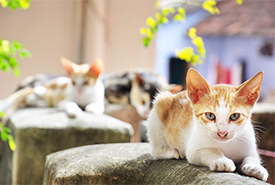 One method to address domestic cat overpopulation issues is a trap-neuter-return solution (Photo by Sajin Nijas)
