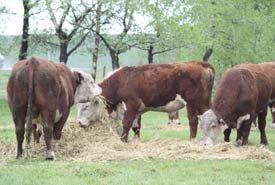 A cattle herd just west of Fort MacLeod (Photo by Doug Madill)