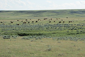 The ecosystem services of grazing remains critical for maintaining healthy grasslands. (Photo by NCC)