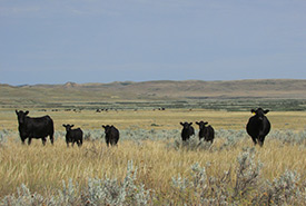 Cattle on native prairie grassland, SK (Photo by NCC)